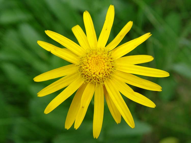 Las plantas y sus usos: Arnica